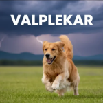 valplekar